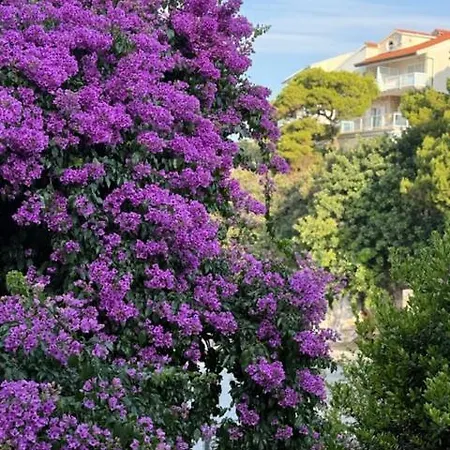 Biba Hvar *
